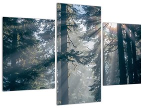 Tablou cu copaci și soarele translucind (90x60 cm)