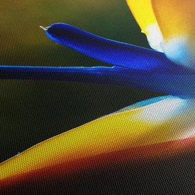 Tablou - Floare exotică (90x60 cm)