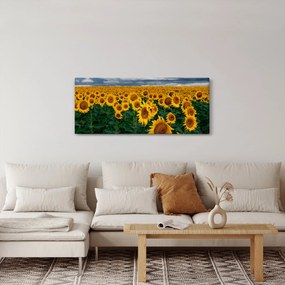 Tablou câmpului de floarea soarelui (120x50 cm)