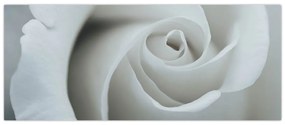 Tablou - Trandafirul alb (120x50 cm)