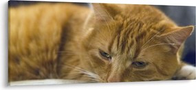 Tablou cu pisica (120x50 cm)