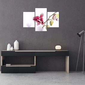 Tablou cu floarea de orhidee (90x60 cm)