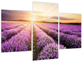 Tablou - Răsărit de soare în câmp de lavandă (90x60 cm)