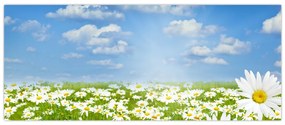 Tablou cu luncă înflorită cu margarete (120x50 cm)