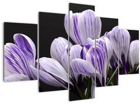 Tablou - Crocus violet (150x105 cm)
