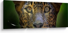 Tablou - Portretul leoparduslui, Sri Lanka (cu ceas) (90x30 cm)