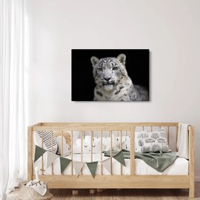 Tablou - Snow Leopard (90x60 cm)