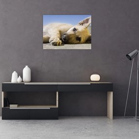 Tablou pe sticlă cu cățeluș dormind (70x50 cm)