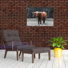 Tablou - Vacă scoțiană 2 (70x50 cm)