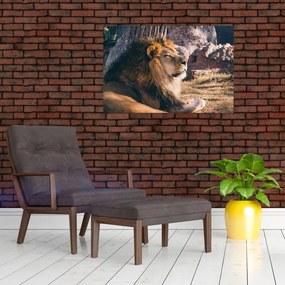 Tablou cu leul dormind (90x60 cm)
