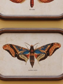 Set 2 tablouri cu fluturi, cu rama din lemn, Butterfly