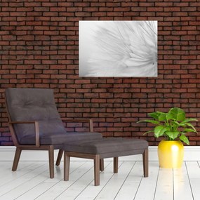 Tablou - Dandelion (70x50 cm)