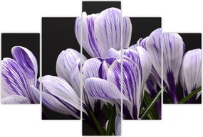 Tablou - Crocus violet (150x105 cm)