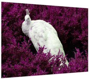 Tablou - Păun alb (70x50 cm)