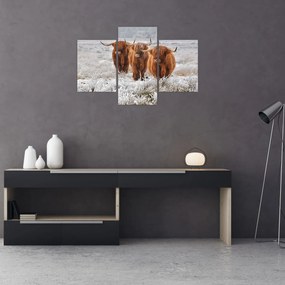 Tablou - Vaci scoțiene (90x60 cm)