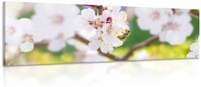 Tablou flori în pom primăvara