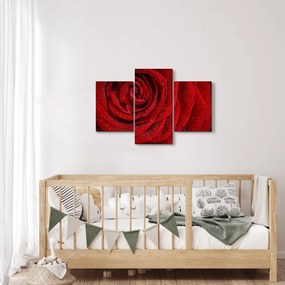 Tablou - detaliu de trandafir (90x60 cm)