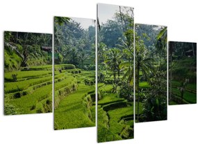 Tablou cu terasele cu orez Tegalalang, Bali (150x105 cm)