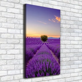 Tablou pe pânză canvas Câmp de lavandă