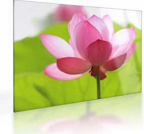 Tablou pe sticlă cu flori de lotus (70x50 cm)