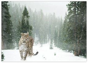 Tablou cu leopard în zăpadă (70x50 cm)