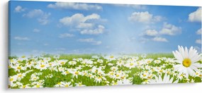Tablou cu luncă înflorită cu margarete (120x50 cm)