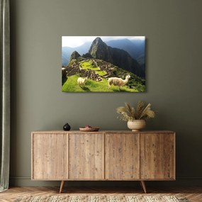 Tablou - Lame in Machu Picchu (90x60 cm)
