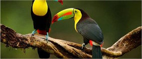 Tablou tucani sezând , Costa Rica (120x50 cm)