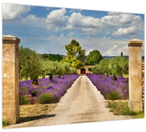 Tablou - Căi de lavandă (70x50 cm)