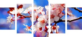 Tablou 5-piese floare de cireș