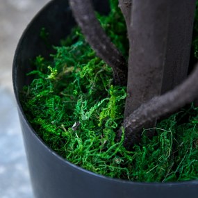 Outsunny Plante Artificiale Fără Întreținere, Perfect pentru Decorarea Casei, 165 cm, Alb | Aosom Romania