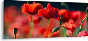 Tablou - flori de maci (120x50 cm)