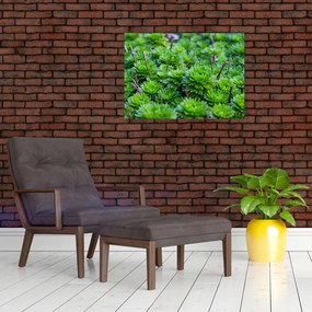 Tablou pe sticlă - Aloe (70x50 cm)