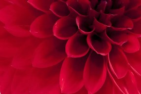 Fototapet, Dahlia, Rebel Walls
