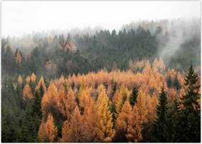 Tablou - Pădure toamna (70x50 cm)