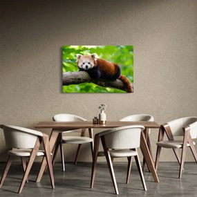 Tablou cu panda roșie (90x60 cm)
