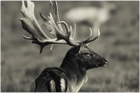 Tablou - Cerb (90x60 cm)