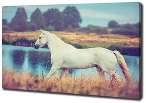 Imprimare tablou canvas White lake horse
