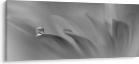 Tablou - Picătură pe floare,alb-negru (120x50 cm)