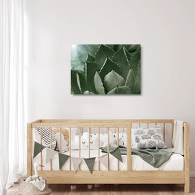 Tablou pe sticlă - Agave verde (70x50 cm)