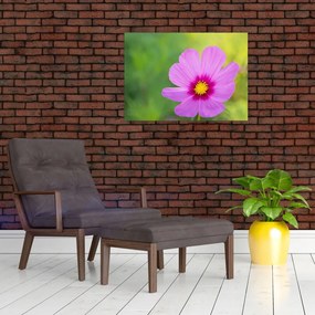 Tablou - floare de câmp (70x50 cm)