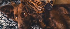 Tablou cu câini dormind (120x50 cm)