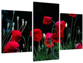 Tablou - Dansul macilor (90x60 cm)