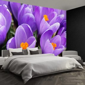 Fototapet Purple Crocuses