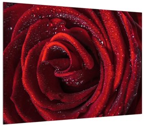 Tablou cu trandafir roșu (70x50 cm), în 40 de alte dimensiuni noi