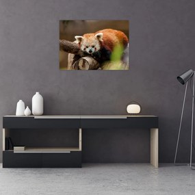 Tablou cu panda roșie (70x50 cm), în 40 de alte dimensiuni noi