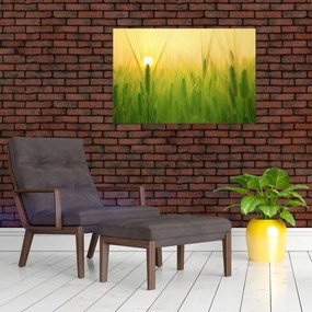 Tablou - Câmp cu cereale (90x60 cm)