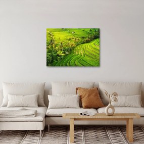 Tablou - Terase de orez (70x50 cm)