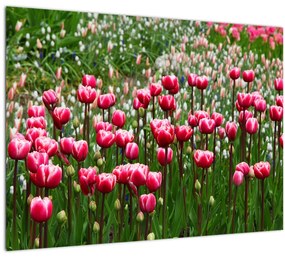 Tablou - Lalele (70x50 cm)