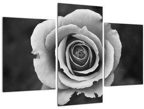 Tablou - Trandafir (90x60 cm)
